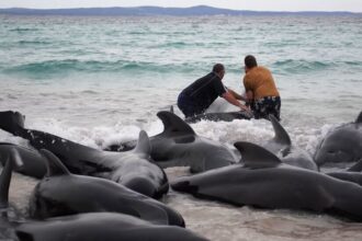 52 Whales Die After Mass Stranding in Western Australia