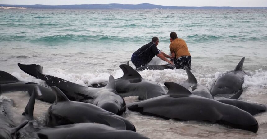 52 Whales Die After Mass Stranding in Western Australia