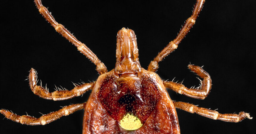 A Half-Million Americans May Have Tick-Linked Meat Allergy, C.D.C. Says