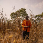 Americans Tried to Save Elephants in Zambia. Were They the Good Guys?