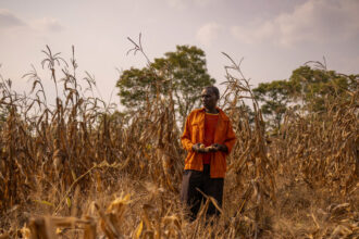 Americans Tried to Save Elephants in Zambia. Were They the Good Guys?