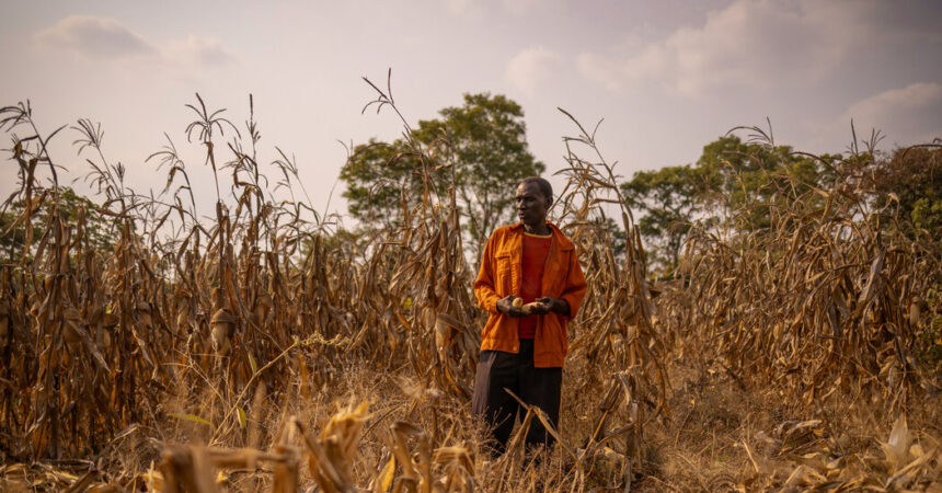 Americans Tried to Save Elephants in Zambia. Were They the Good Guys?