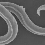 Ancient Worms Revived From Permafrost After 46,000 Years