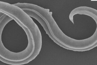 Ancient Worms Revived From Permafrost After 46,000 Years