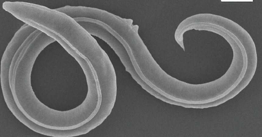 Ancient Worms Revived From Permafrost After 46,000 Years