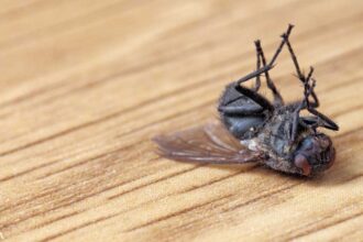 Can This Get Rid of Fruit Flies in Your Kitchen?