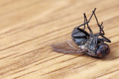 Can This Get Rid of Fruit Flies in Your Kitchen?