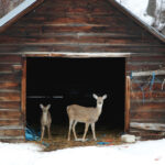 Coronavirus Spread Widely in Deer, and Perhaps Back to People, U.S.D.A. Says