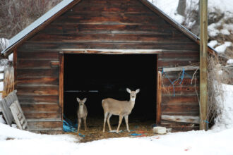 Coronavirus Spread Widely in Deer, and Perhaps Back to People, U.S.D.A. Says