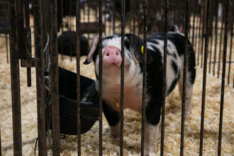 Could the Next Pandemic Start at the County Fair?