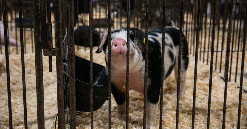 Could the Next Pandemic Start at the County Fair?