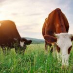 Go Grass Fed Organic - AGA Certified