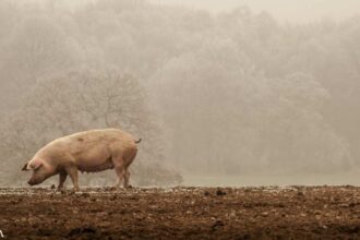 How China Is Destroying American Farmland