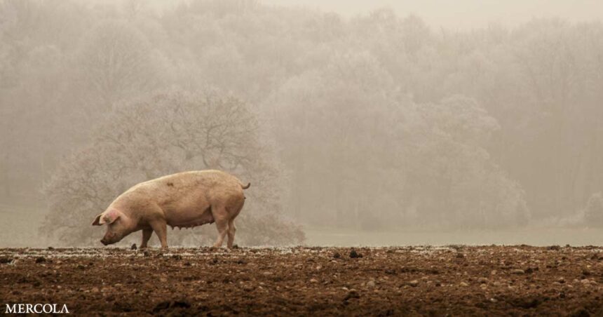 How China Is Destroying American Farmland