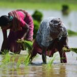 India's rice export ban could send decade-high prices higher