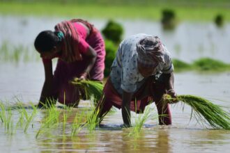 India's rice export ban could send decade-high prices higher