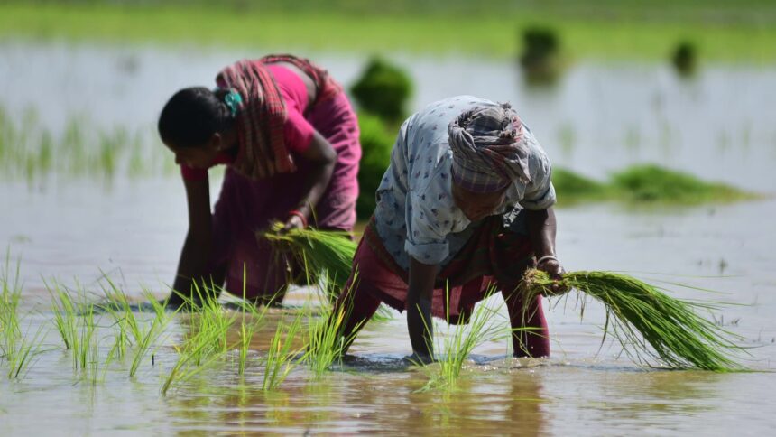 India's rice export ban could send decade-high prices higher