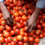 India's tomato prices surge over 300%, prompting thieves and turmoil