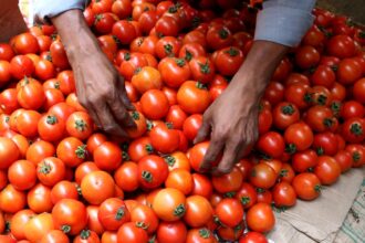 India's tomato prices surge over 300%, prompting thieves and turmoil