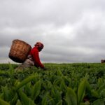 Harvesting tea around Limuru, on the eastern edge of the Rift Valley.