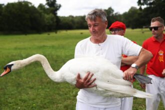 King Charles Doesn’t Have as Many Swans as He Used to