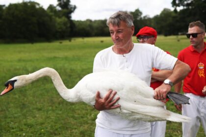King Charles Doesn’t Have as Many Swans as He Used to