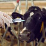 Messenger RNA Vaccines in Meat Animals