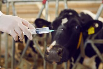 Messenger RNA Vaccines in Meat Animals