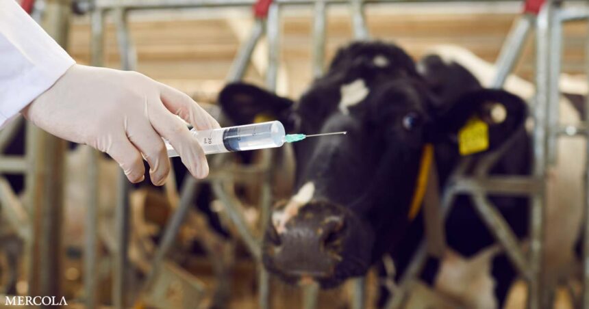 Messenger RNA Vaccines in Meat Animals