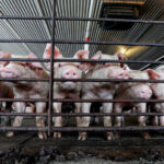 U.S. Animal Industries Pose Disease Risks to People, Report Says