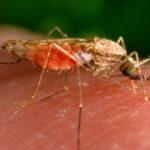 U.S. Sees First Cases of Local Malaria Transmission in Two Decades