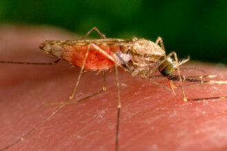 U.S. Sees First Cases of Local Malaria Transmission in Two Decades