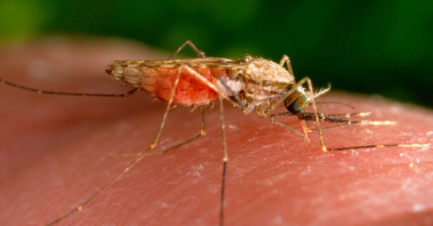 U.S. Sees First Cases of Local Malaria Transmission in Two Decades