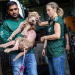 A ban ends dog and cat meat trade in Sulawesi