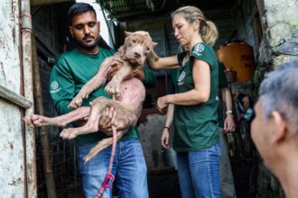 A ban ends dog and cat meat trade in Sulawesi