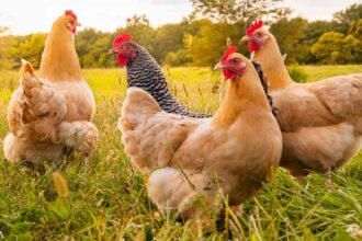 Accountant Quits Day Job and Starts a Chicken Farm