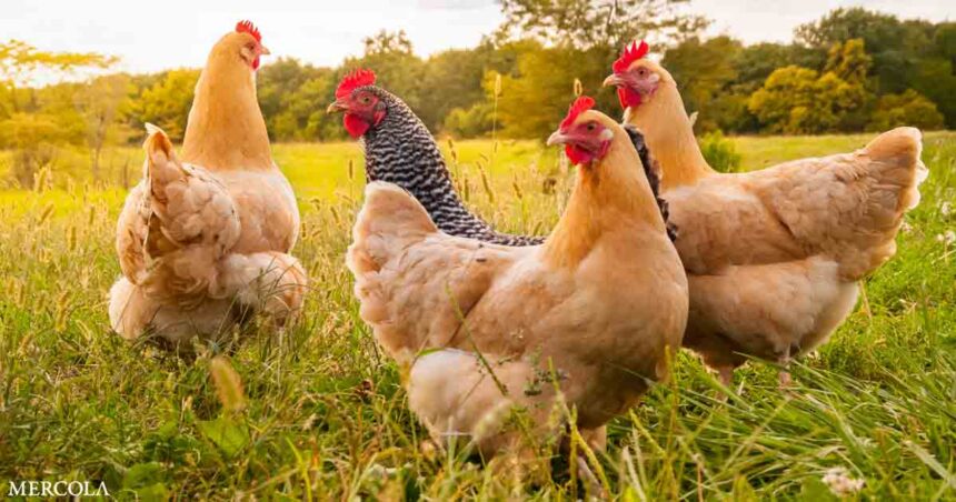 Accountant Quits Day Job and Starts a Chicken Farm