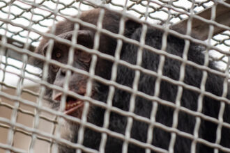 As Weather Threats Loom, Even Chimps Learn to Shelter in Place