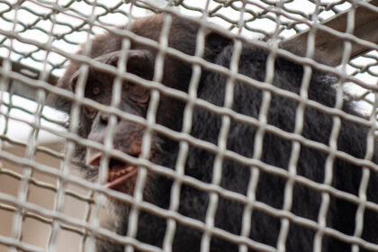 As Weather Threats Loom, Even Chimps Learn to Shelter in Place