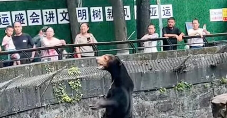 Chinese Zoo: This Is a Real Sun Bear, Not a Costume