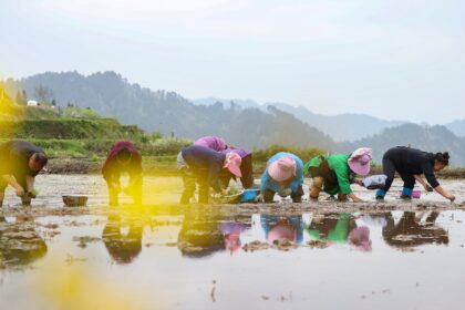Global rice prices could rise more as China flood risks loom: Fitch Ratings