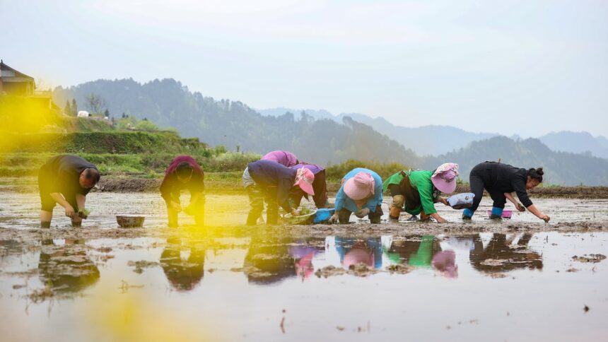 Global rice prices could rise more as China flood risks loom: Fitch Ratings