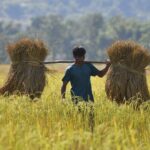 Global rice prices soar close to 12-year highs, according to UN FAO