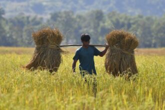 Global rice prices soar close to 12-year highs, according to UN FAO