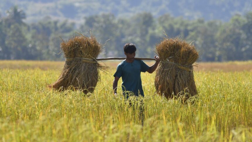 Global rice prices soar close to 12-year highs, according to UN FAO