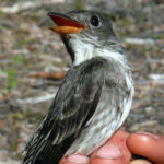 How to Track a Songbird from Alaska to Peru