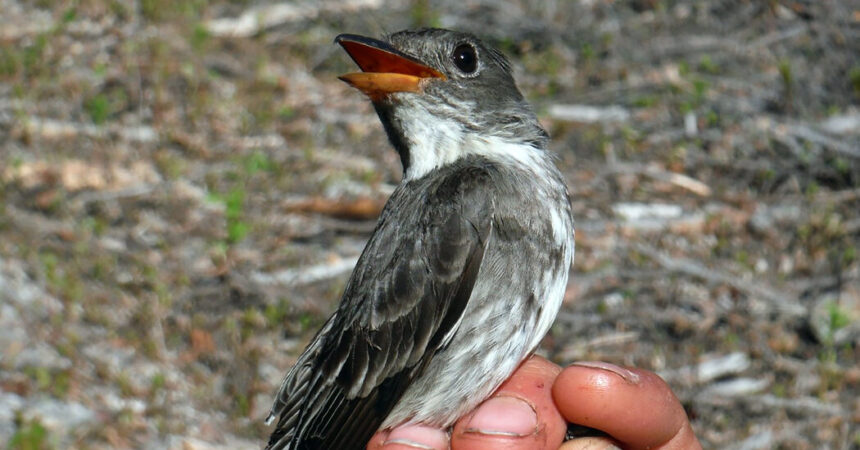 How to Track a Songbird from Alaska to Peru