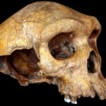 Humanity’s Ancestors Nearly Died Out, Genetic Study Suggests