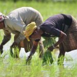 India's rice export ban to impact millions in Asia, Africa, Middle East