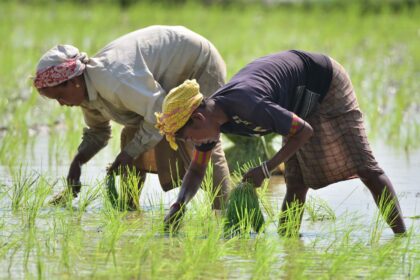India's rice export ban to impact millions in Asia, Africa, Middle East